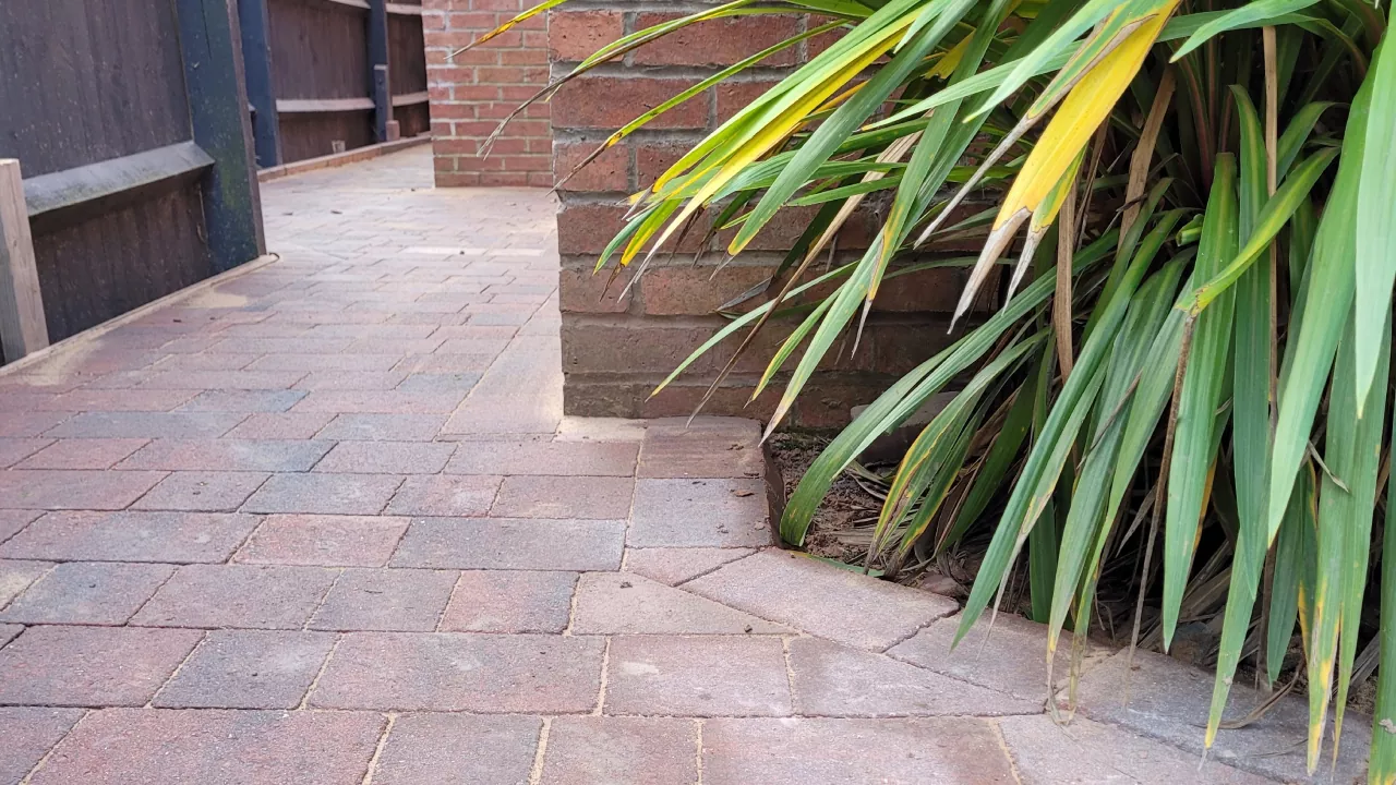 A red block paved alley contrasting with a bright green plant